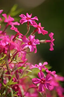 Phlox: Phlox