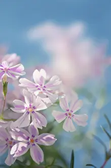 Phlox: Phlox