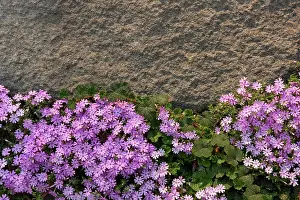 Phlox: Phlox and Granite