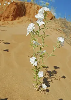 Heliotrope: Phlox Heliotrope