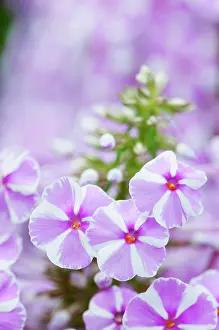 Maculata: Phlox, Meadow phlox, Phlox maculata Natascha