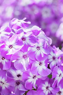 Paniculata: Phlox, Perennial phlox, Phlox paniculata Prospero