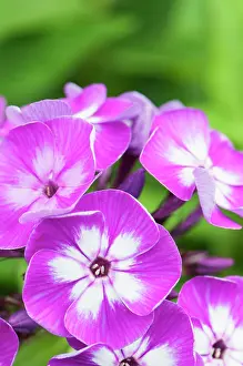Paniculata: Phlox, Perennial phlox, Phlox paniculata Uspekh