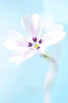 Phlox: Phlox