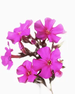 Phlox: Phlox