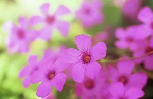 Douglasii: Phlox