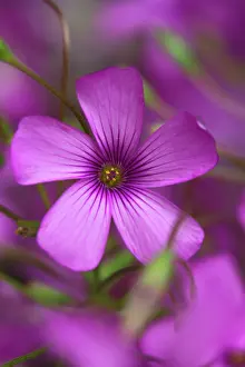 Douglasii: Phlox