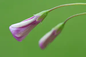 Douglasii: Phlox