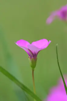 Douglasii: Phlox