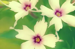 Phlox: Phlox