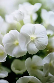 Paniculata: Phlox