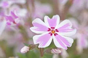 Phlox: Phlox
