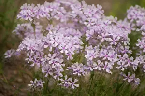 Trailing: Phlox