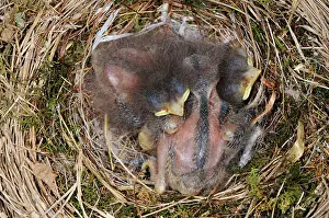 Phoebe: Phoebe Nestlings