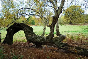 Phoenix: Phoenix Birch Trees - on fallen Oak Tree
