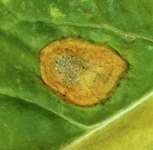 Beet: Phoma Leaf Spot (Phoma betae)