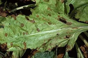 Beet: Phoma Leaf Spot (Phoma betae) on Beet leaf