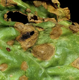 Beet: Phoma Leaf Spot (Phoma betae) on beet leaf