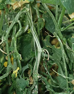 Cucumber: Phomopsis (Phomopsis sclerotioides) on Cucumber
