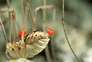 Mites: Phoretic Mites - Hitchiking on Harvestman