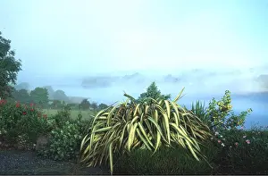 Phormium: PHORMIUM - CREAM DELIGHT