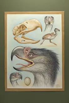 Height: Phororhacos. Gaint flightless bird. height: 6-8