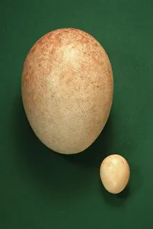 John Holmes: Phororhacos Inflatus Egg - (194mm x 140mm)