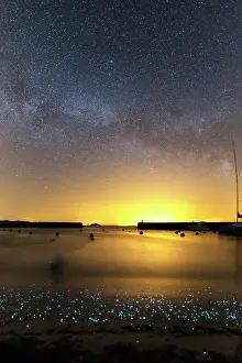 Phosphorescent: Phosphorescent plankton light up the shore where