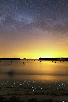 Phosphorescent: Phosphorescent plankton light up the shore where