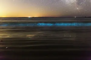 Roll: The phosphorescent plankton lights in the roll of