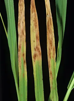 Trace: Phosphorus deficiency in Barley