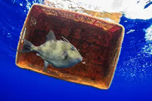 Scrap: Photo denunciation, garbage in the sea. No matter