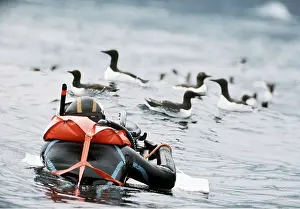Cameraman: Photographer filming Guillemots