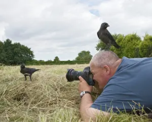 Jackdaws: Photographer - photographing jackdaws