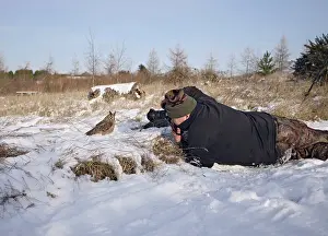 Eared: Photographer - photographing Long eared Owl - in snow