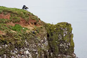 Headlands: Photographer photographing Razorbill