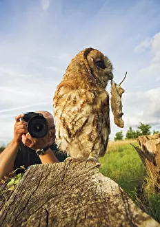 Cameras: Photographer - photographing Tawny owl
