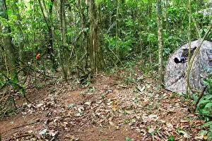 Photographers: Photographers hide - for pictures of Guianan