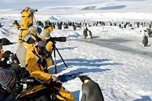 Photographers: Photographers - Photogaphing Emperor Penguins at Rookery