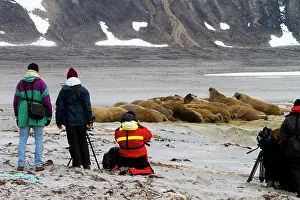 Walruses: Photographers - watching Walrus (Odobenus rosmarus)