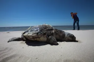 Deepwater: Photographing Dead Turtle on Beach