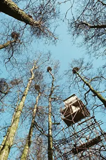 Hides: PHOTOGRAPHY - scaffold erected to film herons