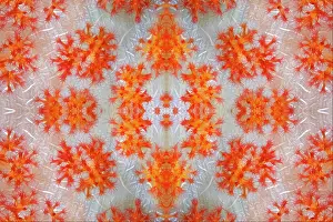 Polyps: PHOTOMONTAGE, Coral polyps on the trunk of a soft