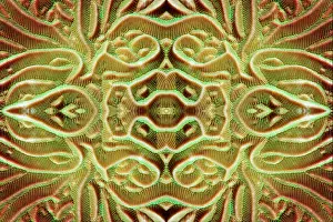 Constant: PHOTOMONTAGE, furrowed coral, hard coral (Pachyseris