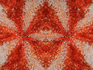 Parson: PHOTOMONTAGE, Graphic detail, Parson hat sea urchin