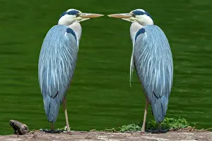 Opposite: Photomontage, two Grey heron (Ardea cinerea) facing
