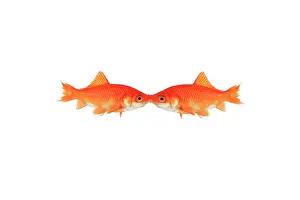 Kiss: Photomontage, kissing goldfish on white background