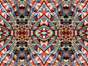 Beard: PHOTOMONTAGE, Moluccan Sea, Graphic detail, Pectoral