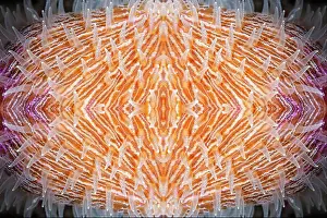 Constant: PHOTOMONTAGE, Mushroom coral (Fungia) with coral