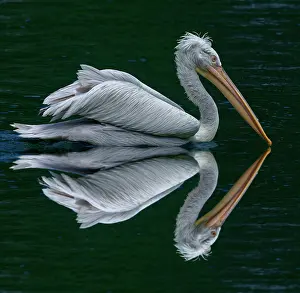 Opposite: Photomontage, reflection, Dalmatian pelican (Pelecanus